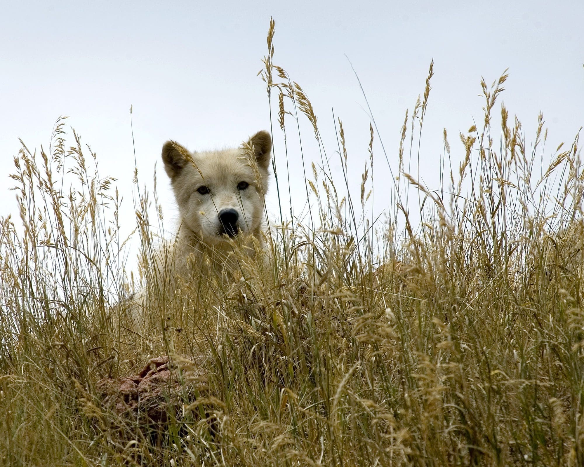 White Wolf Looking Through Grass
