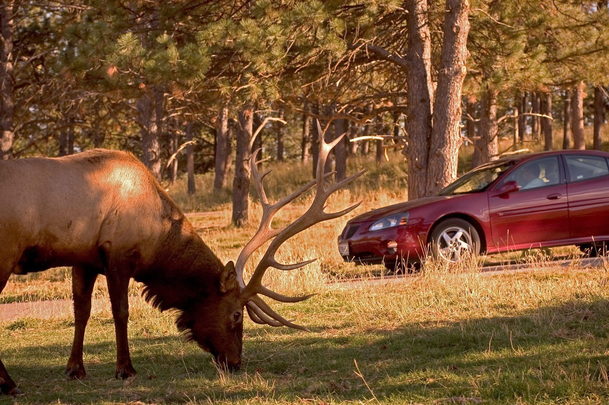 elk by a red car