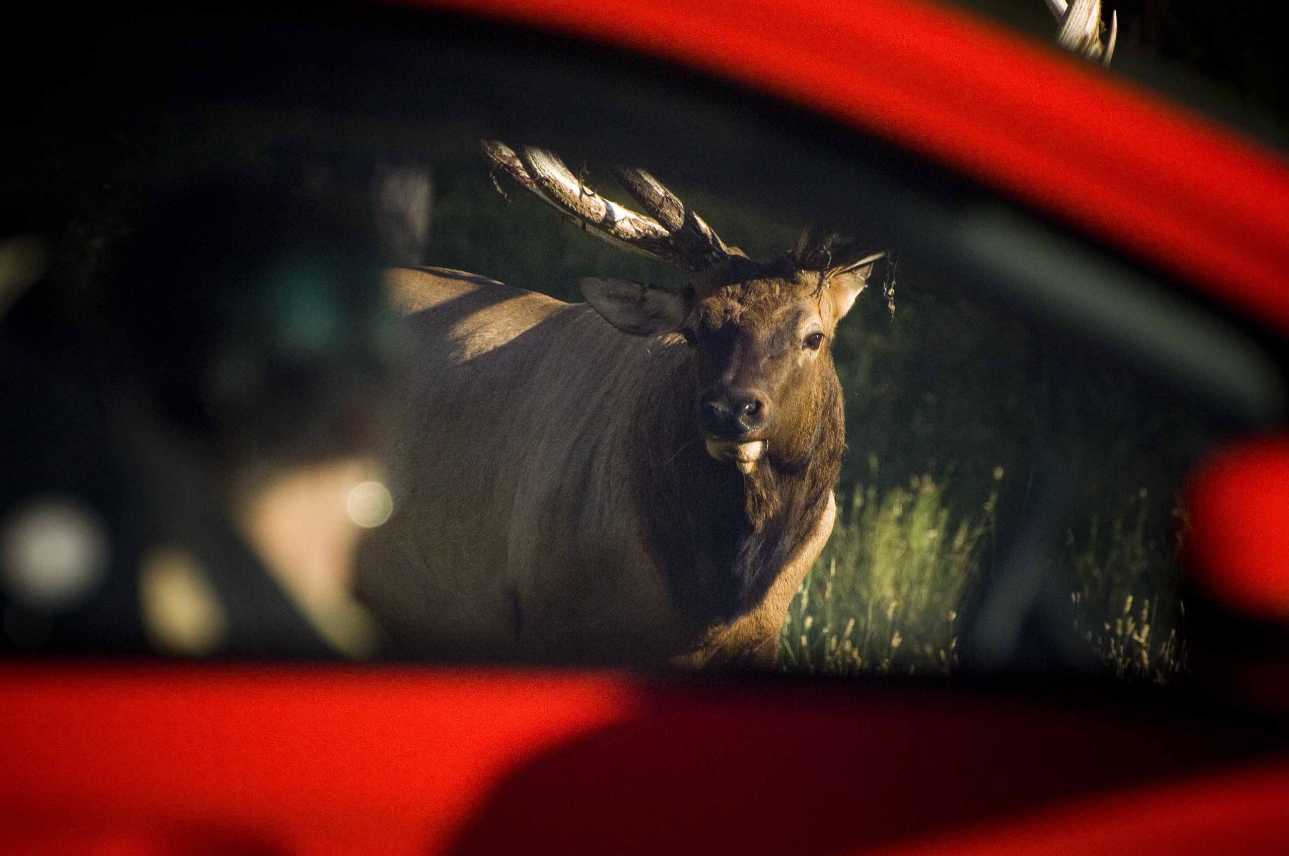 elk looking into red car