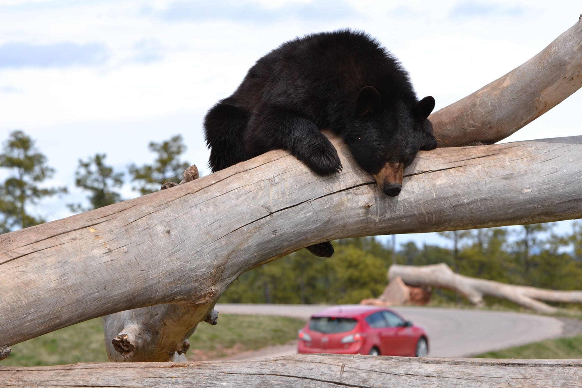 bear laying on tree trunk with red car