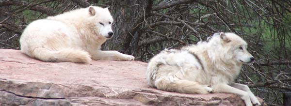 two white wolves on rock