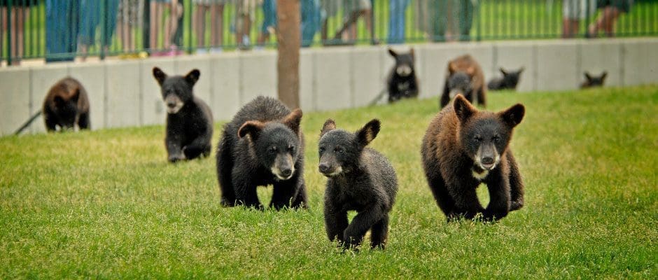 several baby bears in a pen