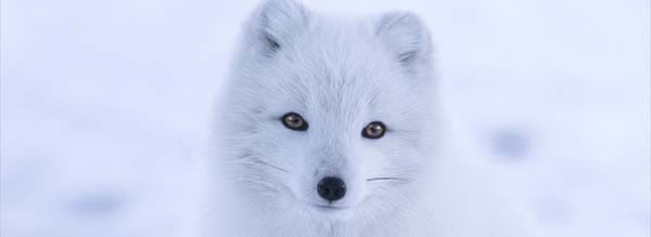 Arctic Fox profile