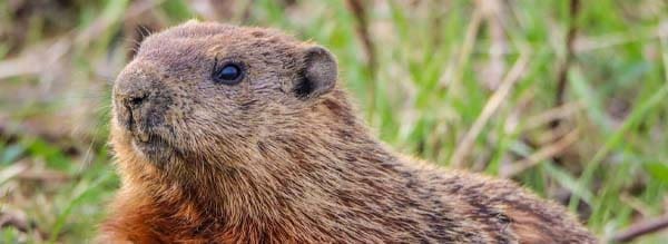 Close up shot of a groundhog in the grass