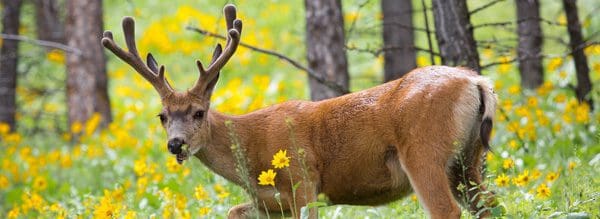 Close up of a mule deer in the forest