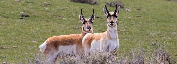 Pronghorn in the field